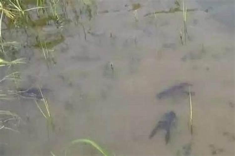 生化黄腐酸钾微量元素含量