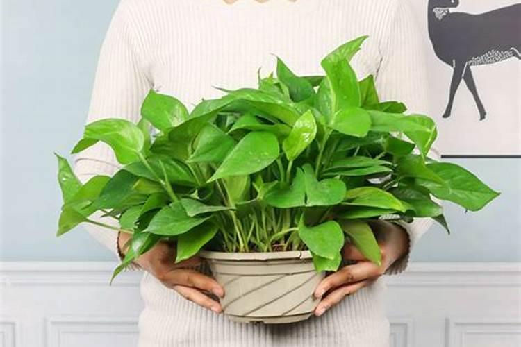 绿萝施肥方法,用什么肥好