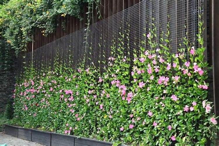 飘香藤怎么施肥