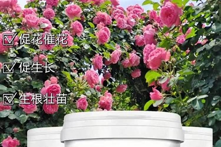 玫瑰花用什么肥料最好