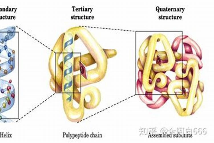 蛋白质中含量最多的元素