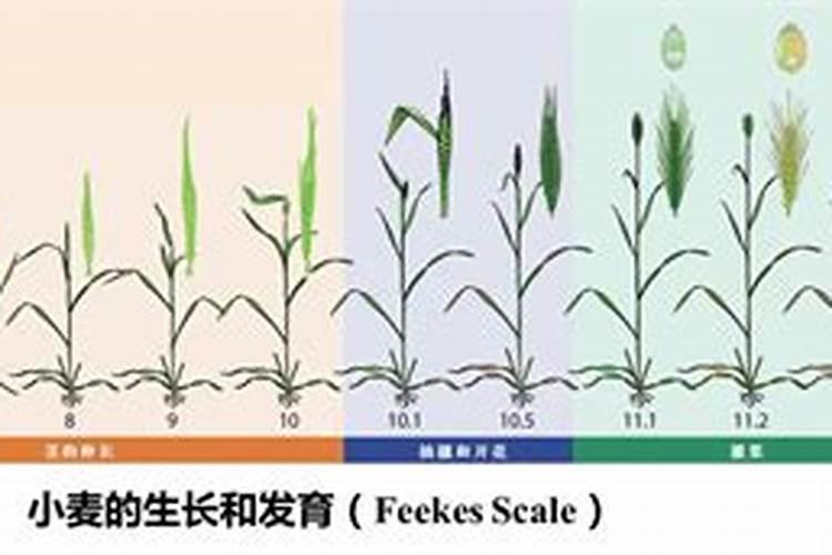 中国最好的硅肥生产企业有哪些？推荐几家,我想代理硅肥