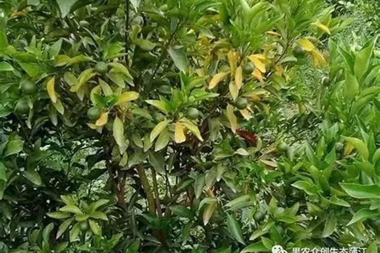 迪丰集团旗下几个牌子介绍