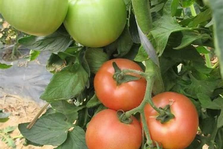 大葱增产的施肥管理方法:大葱喷施昆仑风能增产吗