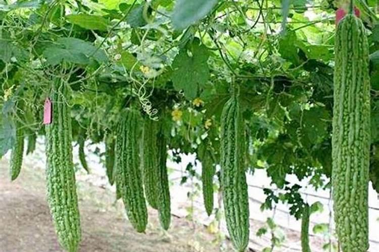 苦瓜怎么施肥