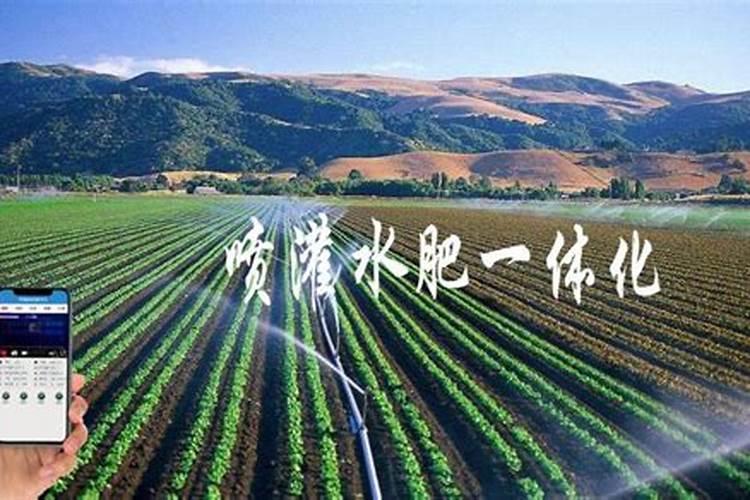 怎么辨别有机红薯