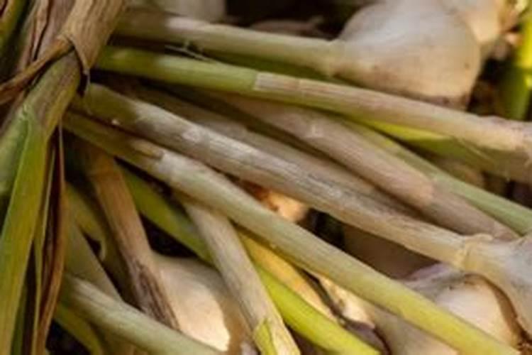 大蒜一亩地需要多少个氮磷钾