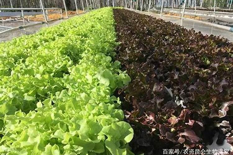 天脊硝酸磷钾肥对树苗有影响吗？