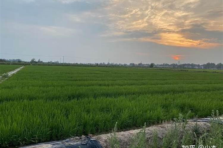 海棠花应该怎么浇水