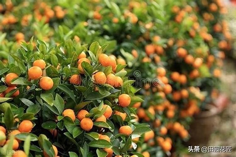 月季花怎么种植,资深花友分享