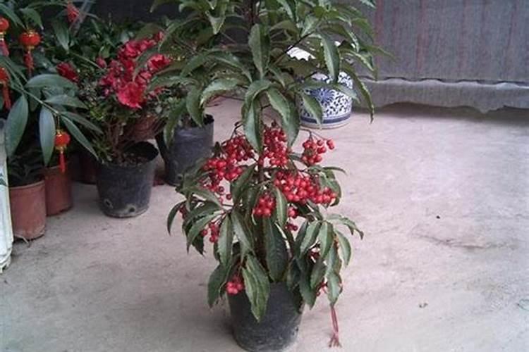 富贵子怎么养才能更旺盛呢