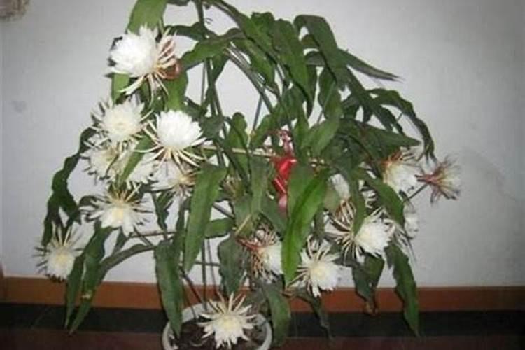 有什么方法可以让昙花多长侧芽？注意这些小技巧,侧芽就能长得多