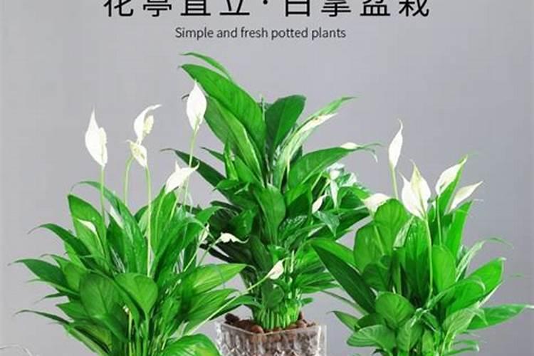 养绿植用什么肥料、植物不开花用什么肥料