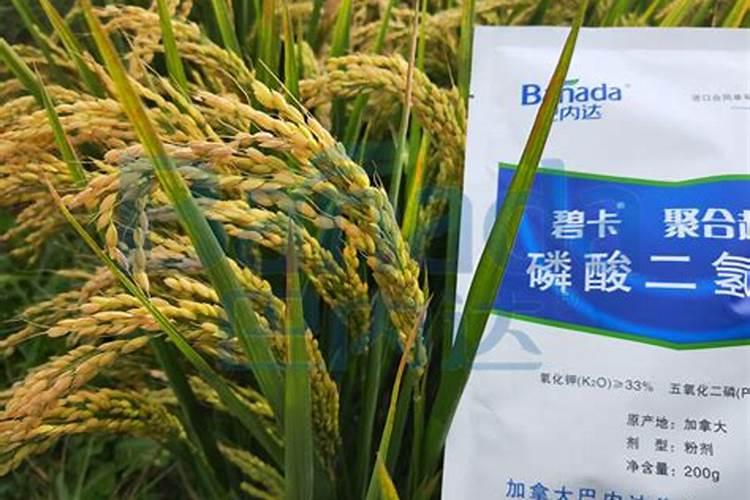柚子一斤大概多少钱 一个柚子10块贵吗