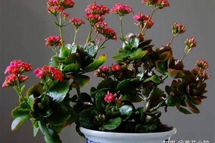 种花什么时候施肥
