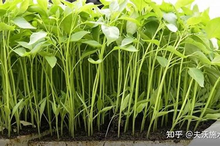 为什么辣椒不能用尿素施肥