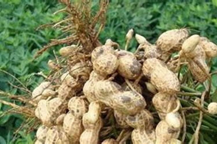 君子兰可以用复合肥吗