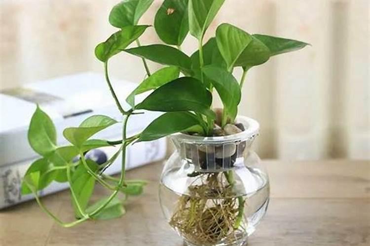 绿萝冬季25度以上如何浇水施肥