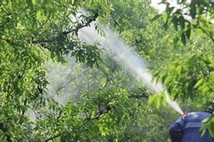 打了普洱多液之后,要等多久下雨才不影响效果？