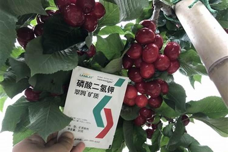 樱桃用什么冲施肥结果多？樱桃用什么叶面肥促进果实生长？