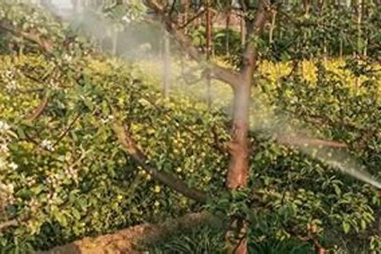 含腐植酸水溶肥树木怎么用