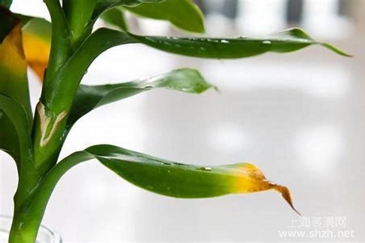 水养的富贵竹施肥过多烧根了怎么办