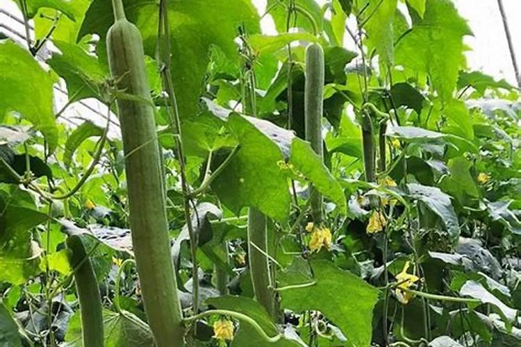 丝瓜下瓜时冲什么肥料