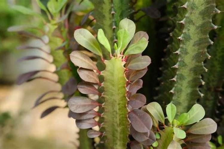 辉隆益地宝水溶肥料多少钱一吨