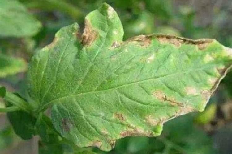 除草剂药害的症状表现有哪些