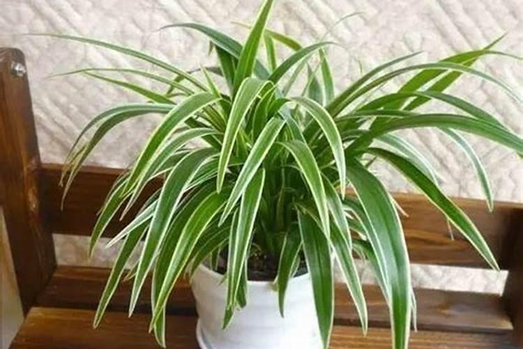 金边吊兰施什么肥料