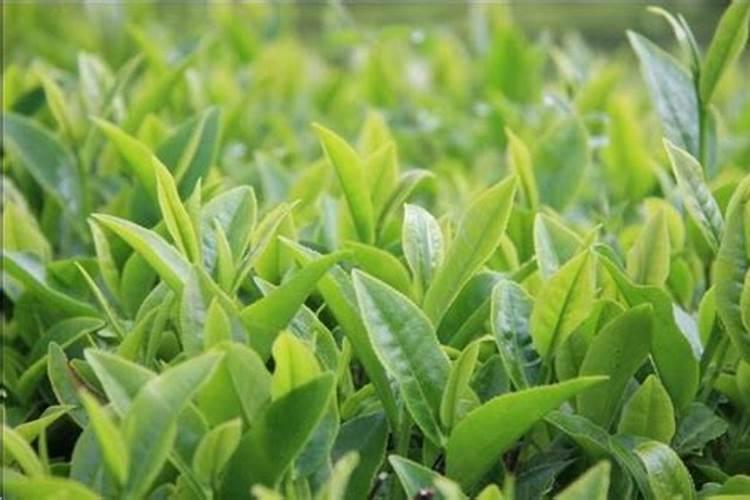 新栽茶苗施什么肥料