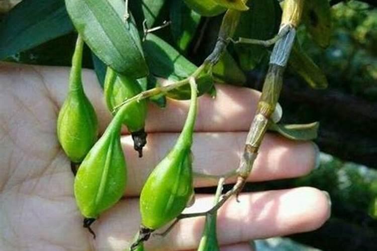 铁皮石斛用什么肥料好 怎么施肥