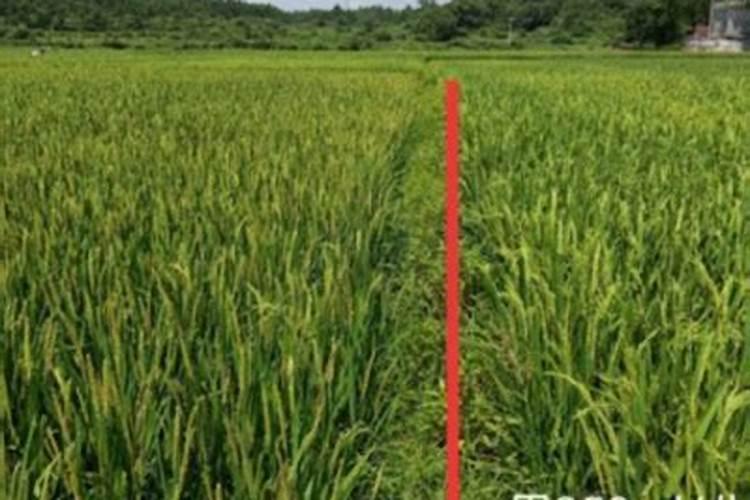 大蒜在成长过程中,对那些肥料的需求比较高？为什么？