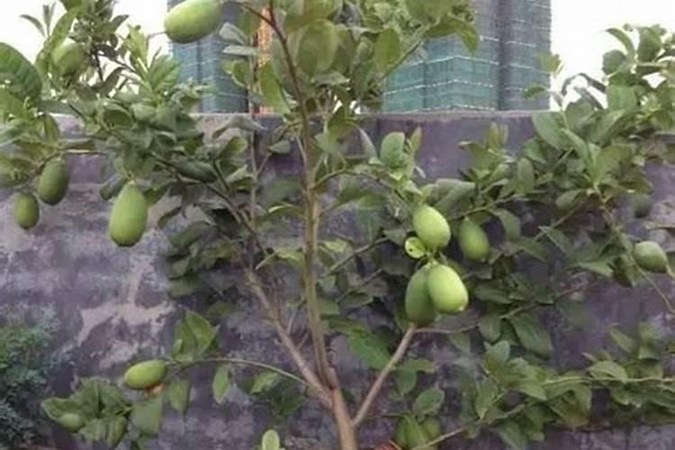 柠檬施用什么鱼蛋白肥？