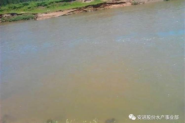 鱼缸里的水总是浑浊不清怎么办？