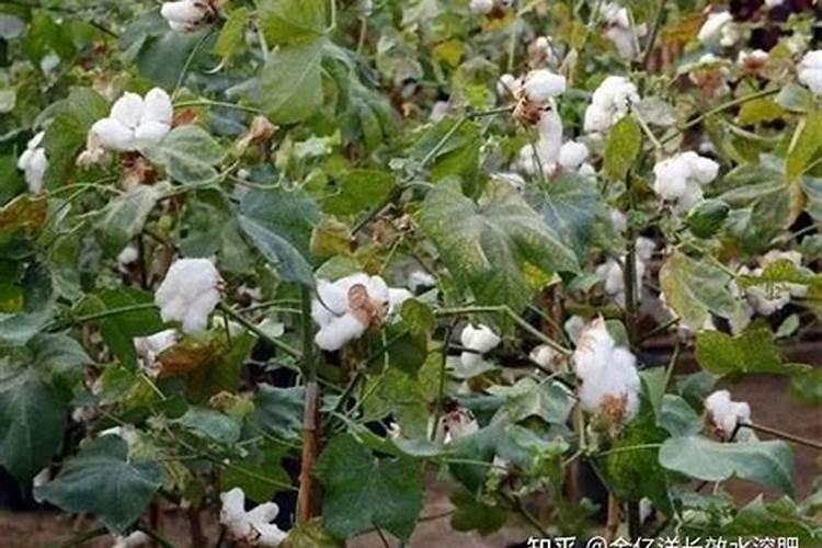 什么是大量元素水溶肥？