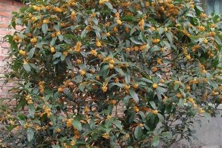 桂花如何施钾肥