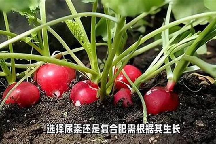 白萝卜出苗多久可施尿素水