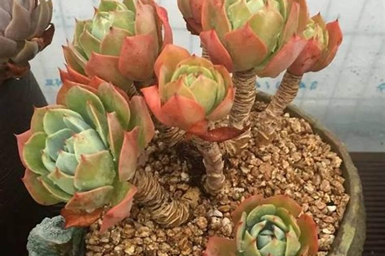 肉肉植物用什么肥料好