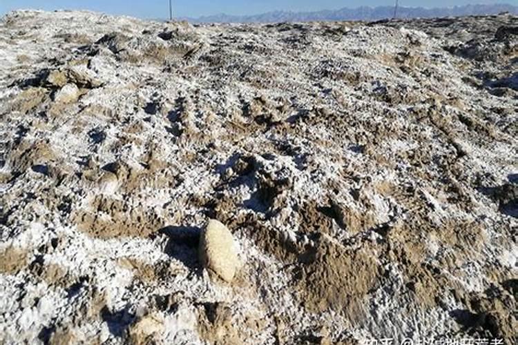 盐碱地能种花生吗