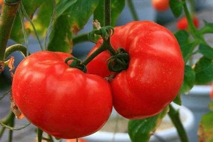 新疆属于高盐碱地,如果想种棉花,可以直接用此土壤吗？为什么