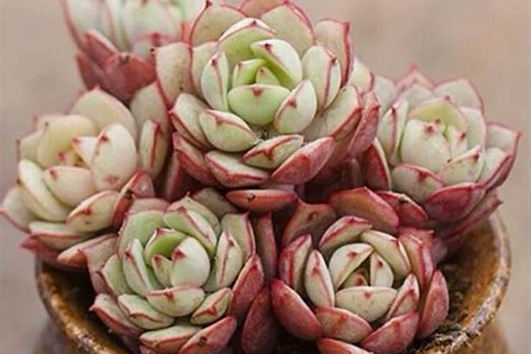 玉米中后期不追尿素可以喷液体氮肥代替吗