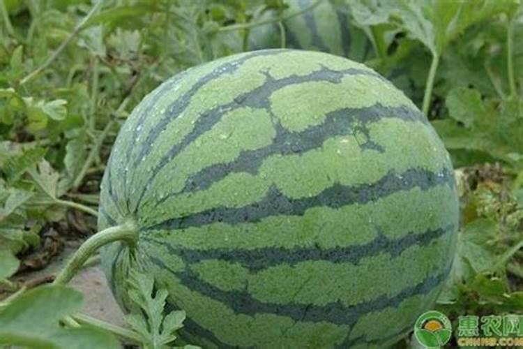 西瓜开花后结果如何管理施肥