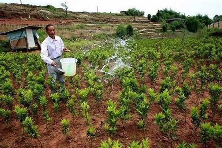 砂糖橘高产种植方法