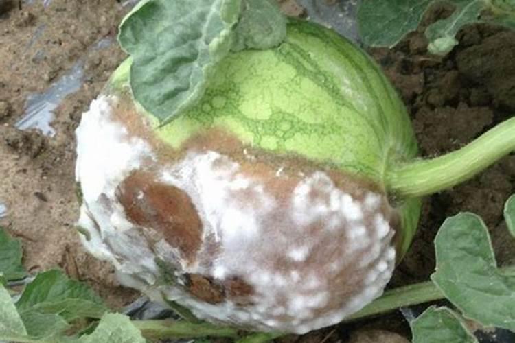 李子树哪时候适合施肥呢李子树什么时候施肥