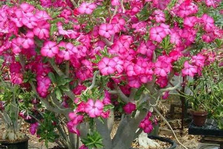 关于枣树的栽培管理