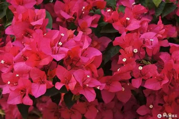 复合肥可以浇三角梅吗