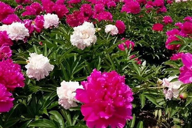 骨粉可以养花吗？