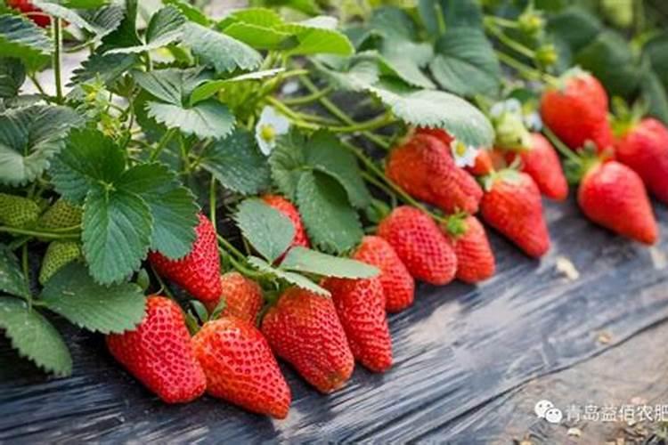 草莓什么时候打叶面肥？草莓叶面喷什么好？草莓膨果增甜叶面肥“金泰靓...