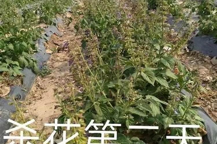 金太龙追肥宝叶面肥的效果